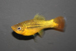 Platy Papegaai